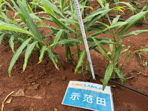 水溶肥,大姜種植,拉姆拉滴灌級(jí)特種肥