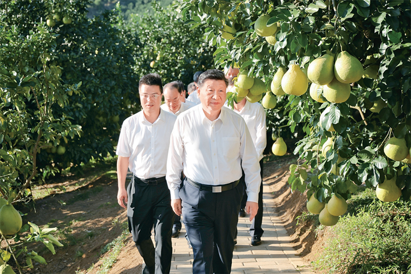 　　2025年11月7日至8日，中共中央總書記、國家主席、中央軍委主席習(xí)近平在廣東考察。這是7日下午，習(xí)近平在梅州市梅縣區(qū)雁洋鎮(zhèn)南福金柚種植基地考察。